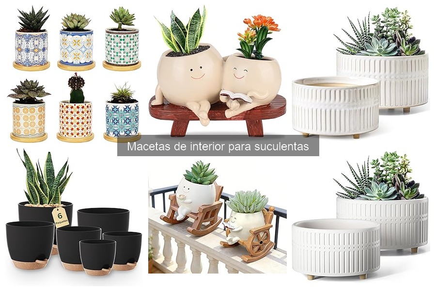 Cómo Elegir la Maceta Perfecta para Suculentas