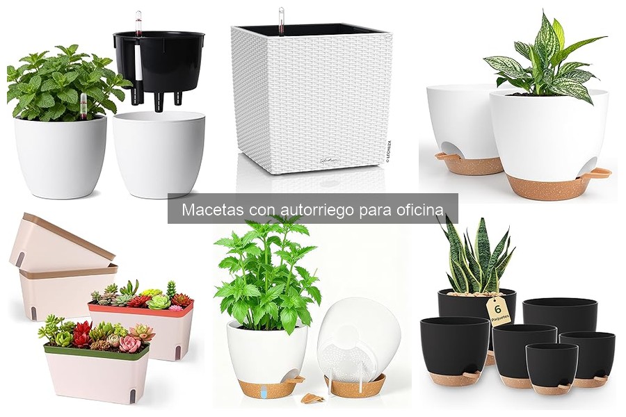 Cómo elegir la mejor maceta con autorriego para oficina