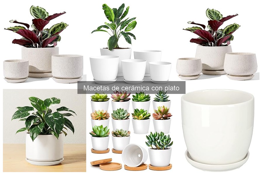 Cómo elegir la mejor maceta de cerámica con plato para tus plantas