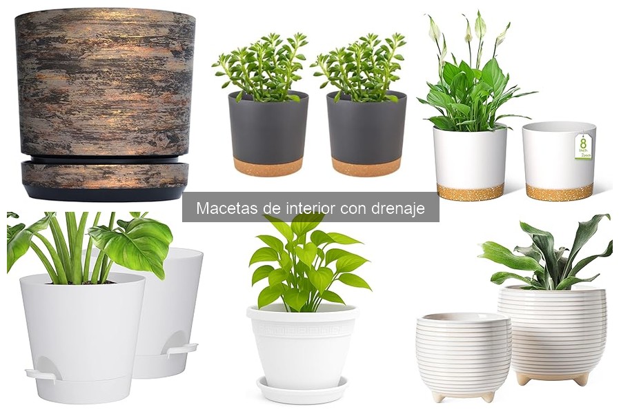 Cómo elegir la mejor maceta de interior con drenaje