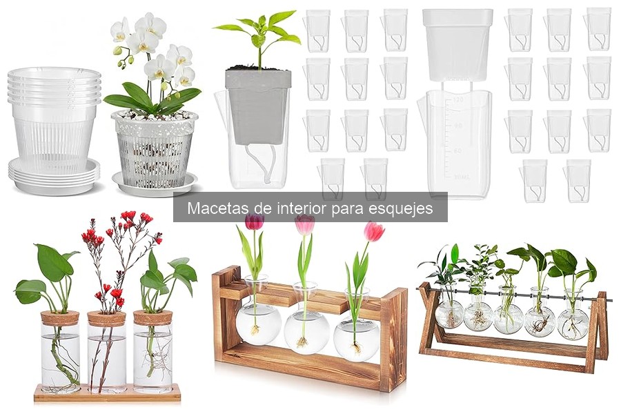 Cómo elegir la mejor maceta de interior para esquejes