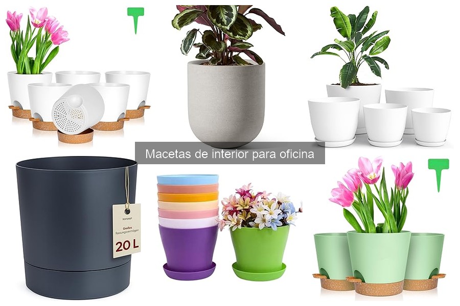 Cómo Elegir las Mejores Plantas para Macetas de Oficina