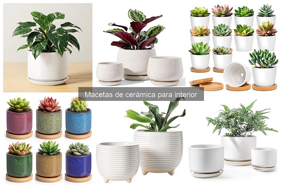 Cómo elegir macetas de cerámica para tus plantas