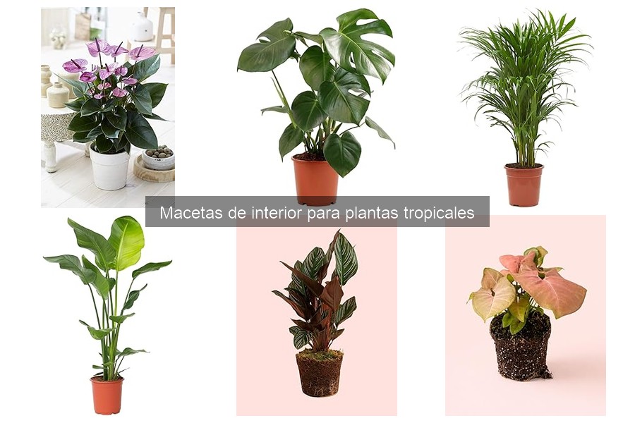 Cómo elegir macetas para plantas tropicales | Guía de compra