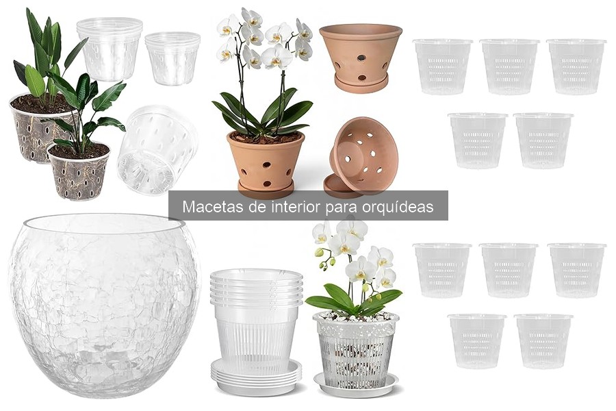 Cómo Evitar el Exceso de Riego en Orquídeas de Interior