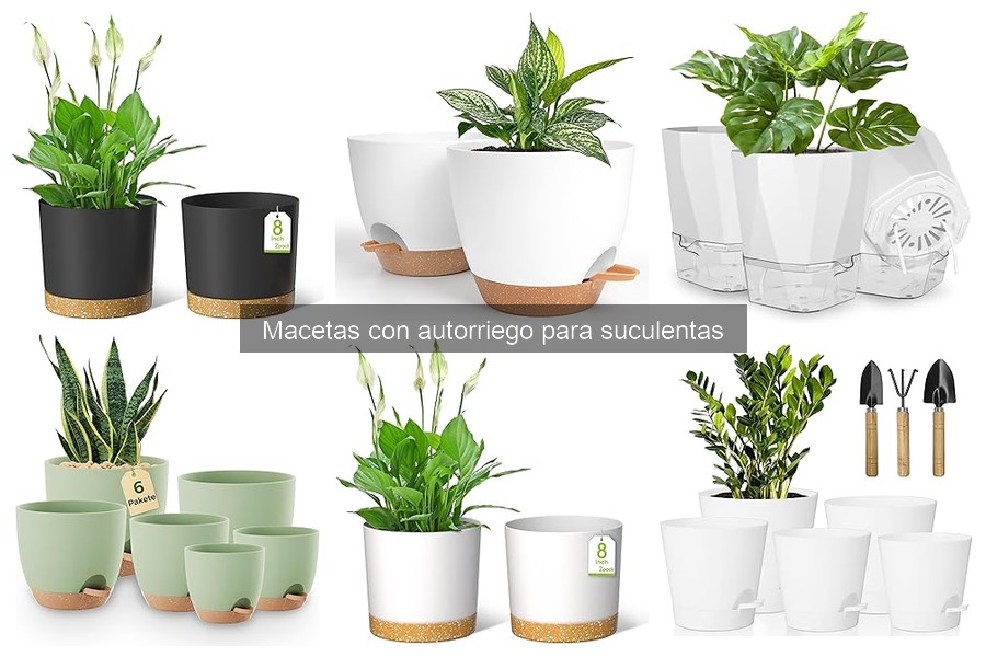 Cómo Mantener Macetas con Autorriego para Suculentas