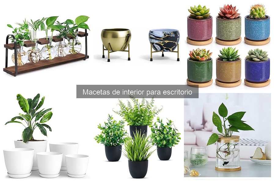 Cómo Organizar Macetas de Interior en tu Escritorio