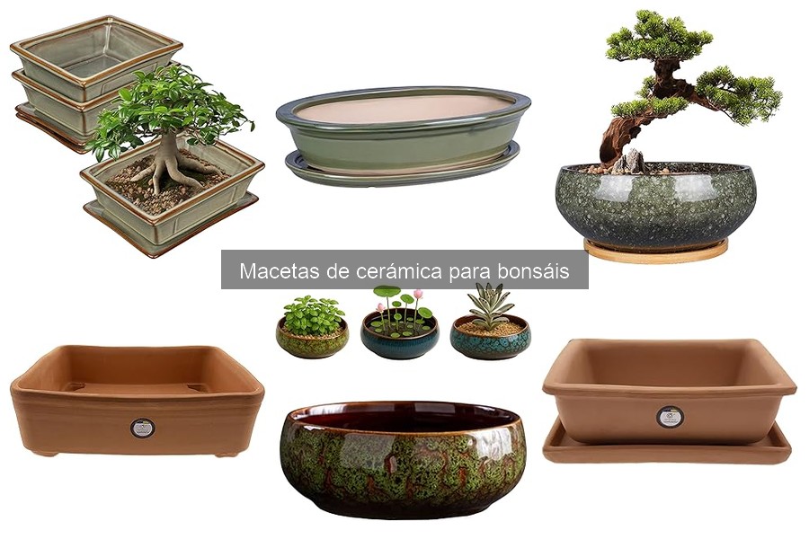 Cómo plantar un bonsái en maceta de cerámica: Guía práctica
