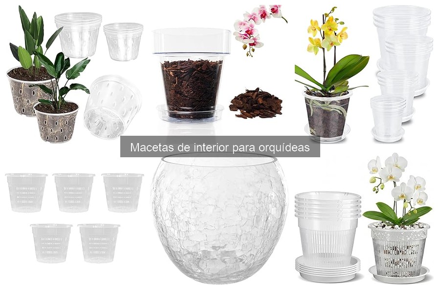 Cómo regar orquídeas en macetas de interior: Guía práctica