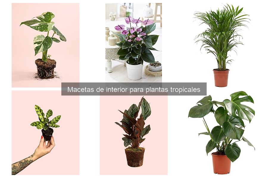 Cómo transplantar plantas tropicales a nuevas macetas