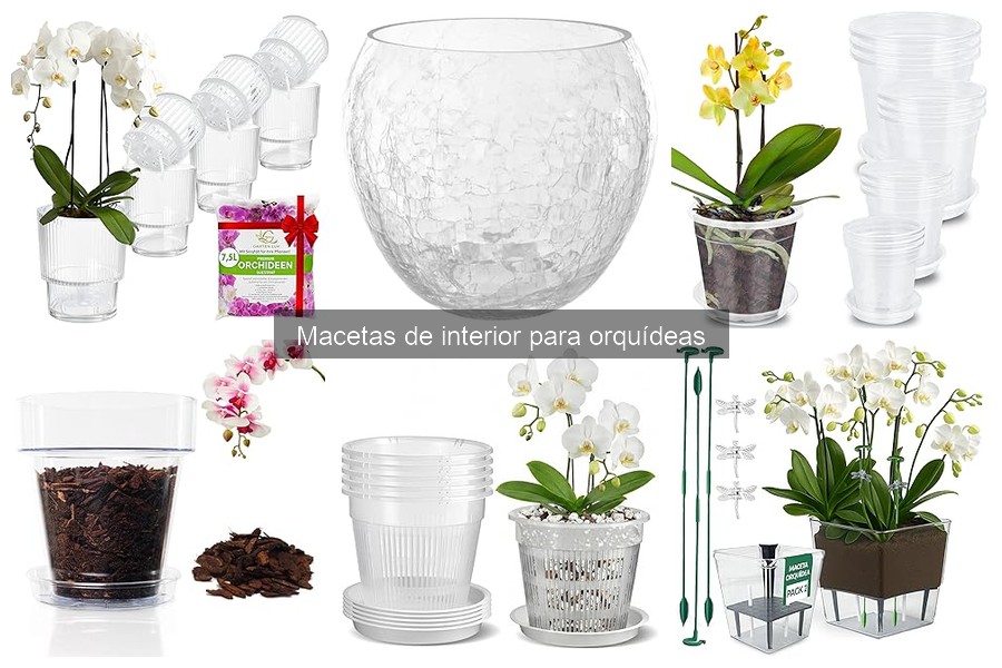 Cómo Trasplantar Orquídeas en Macetas de Interior
