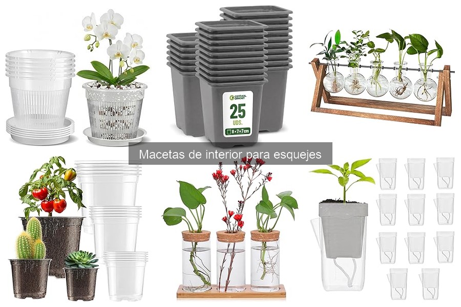 Cómo usar macetas de interior para esquejes: Guía práctica