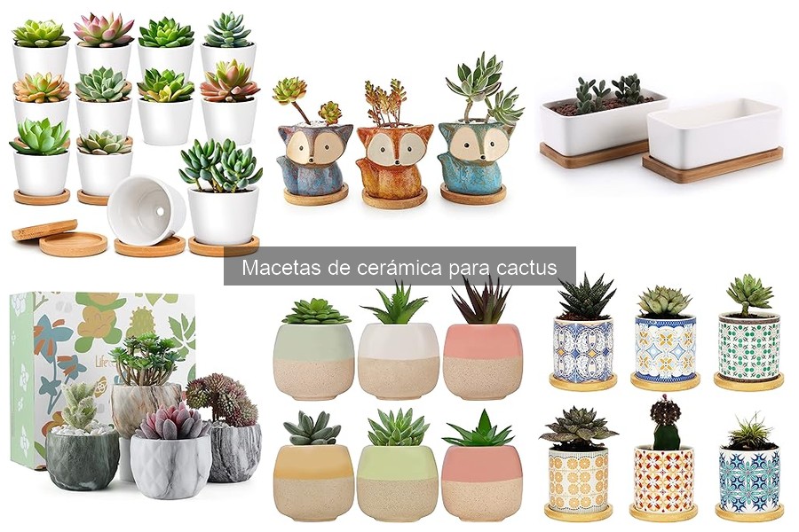 Comparativa de macetas de cerámica y plástico para cactus