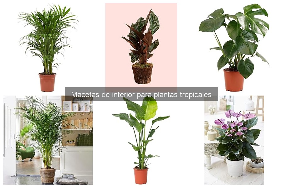 Comparativa de precios de macetas para plantas tropicales