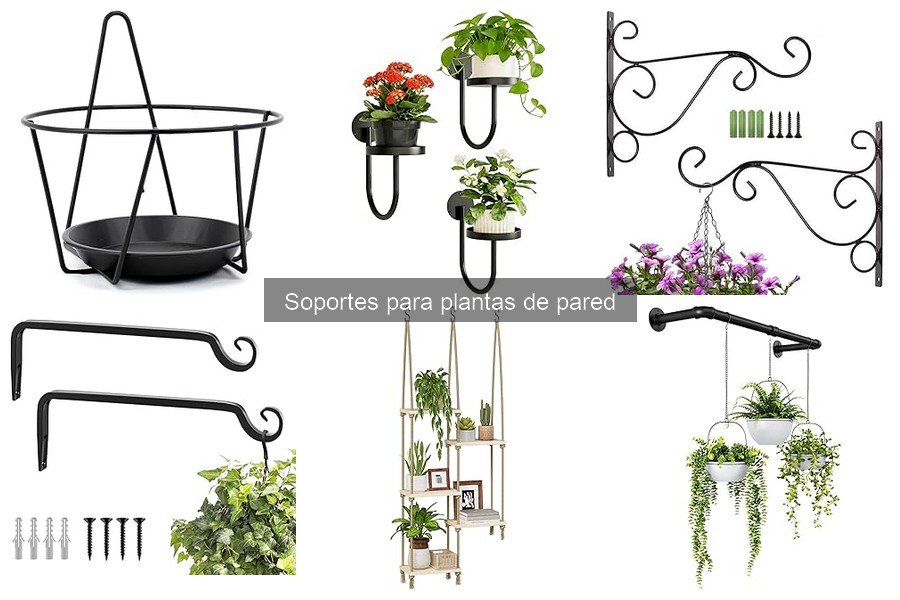 Comparativa de Soportes para Plantas de Pared: Mejores Opciones