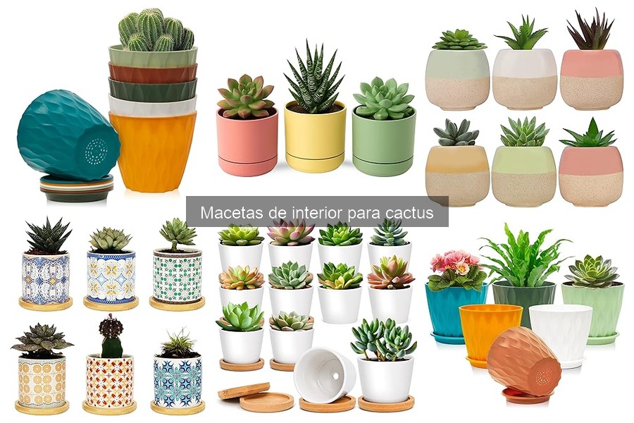 Comparativa: Macetas de barro vs. plásticas para cactus