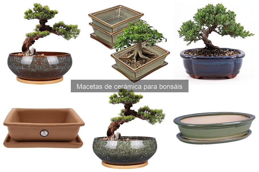 Comparativa: Macetas de cerámica vs plástico para bonsáis