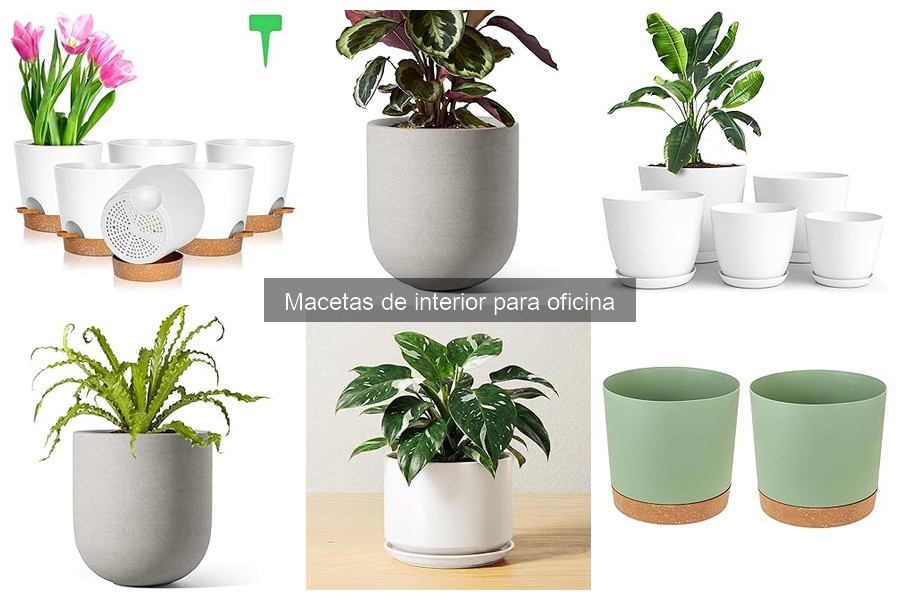 Comparativa: Macetas de Cerámica vs. Plástico para Oficina
