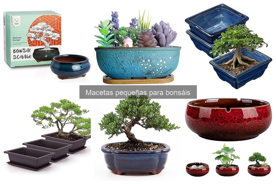 Comparativa: Macetas de plástico vs cerámica para bonsáis