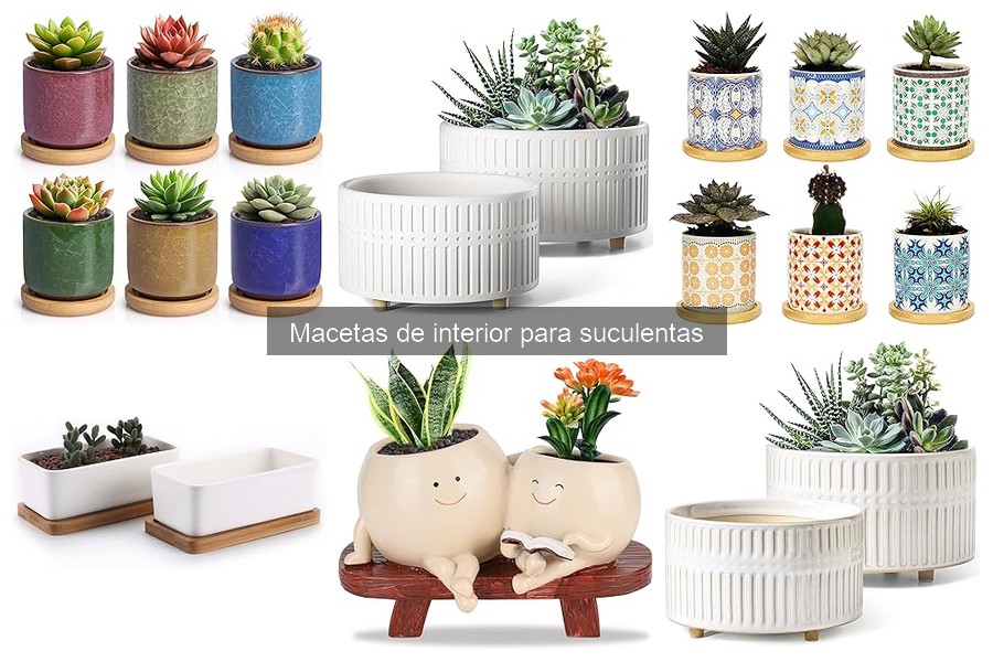 Comparativa: Macetas de Vidrio vs Cerámica para Suculentas