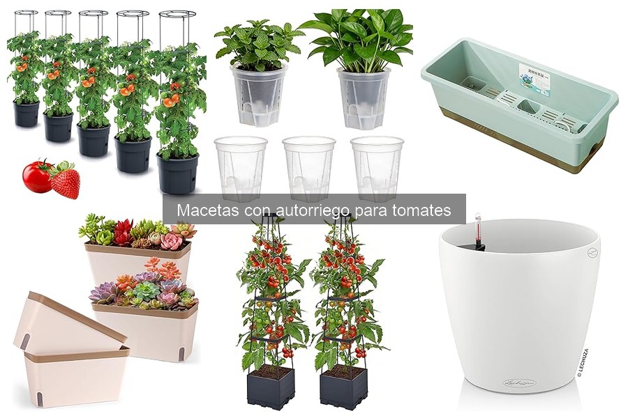 Consejos para Cultivar Tomates en Macetas con Autorriego