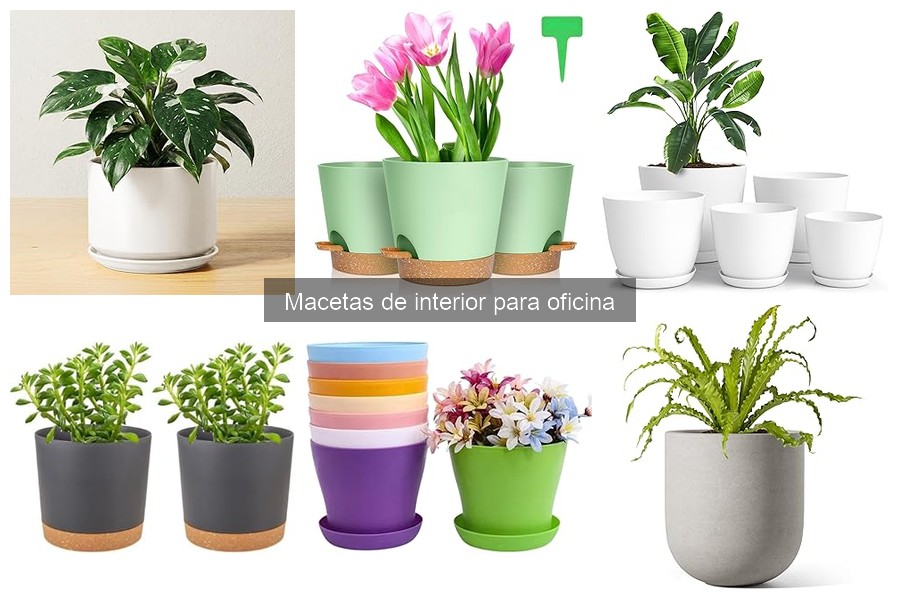 Consejos para Decorar tu Oficina con Macetas de Interior