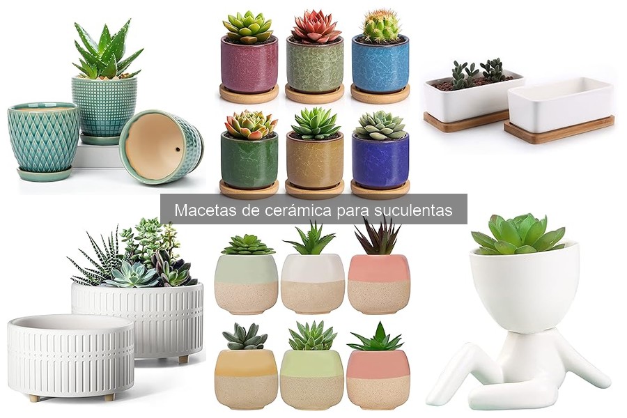 Costos de macetas de cerámica para suculentas: guía de precios