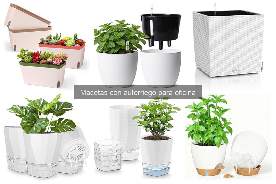 Costos y Ofertas de Macetas con Autorriego para Oficina