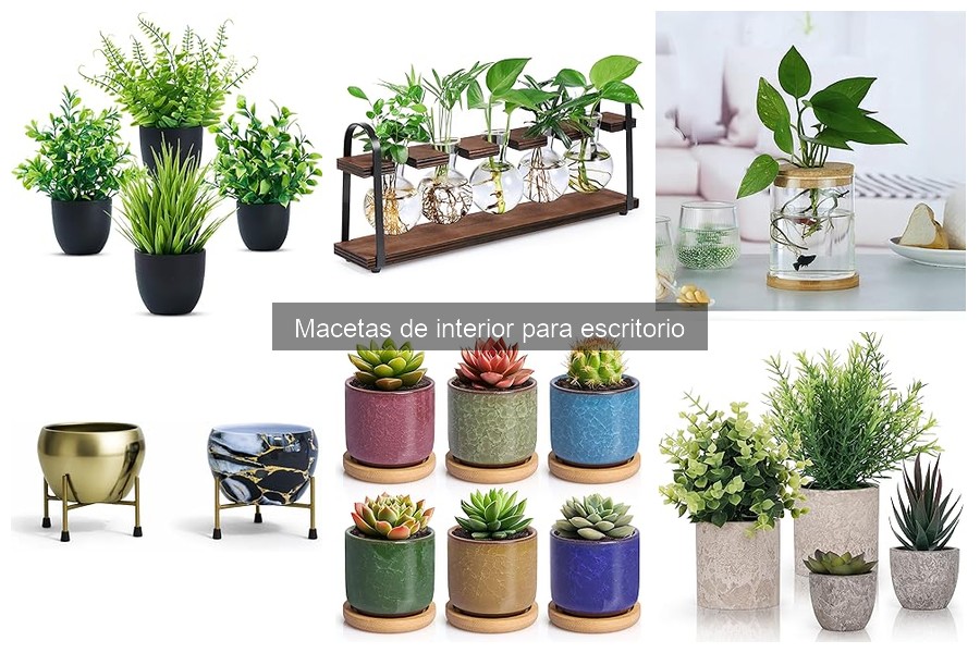 ¿Cuándo regar macetas de interior en el escritorio?