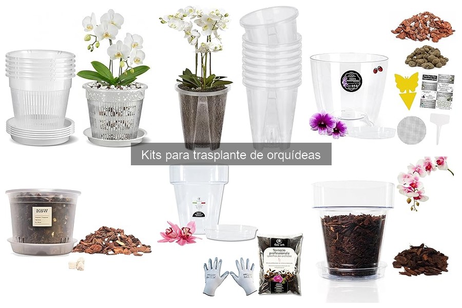 Cuándo trasplantar orquídeas: Momentos ideales para hacerlo