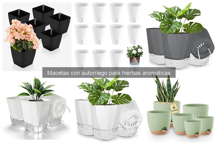 Cuándo y Cuánto Regar Macetas con Autorriego para Hierbas Aromáticas