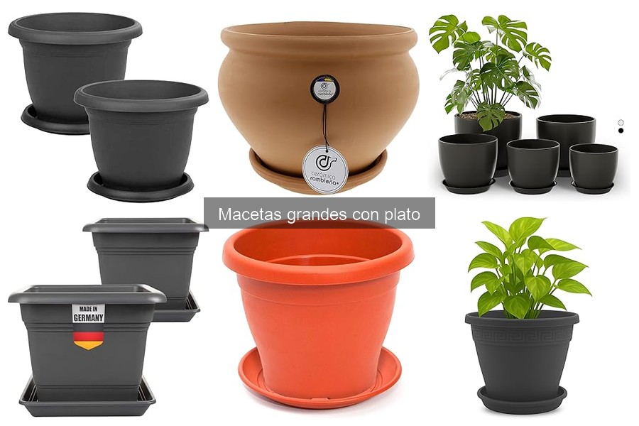 ¿Cuánto cuesta una maceta grande con plato? Precios y opciones