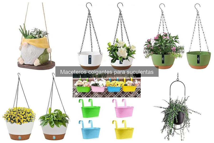 Cuidado de suculentas en maceteros colgantes: Tips esenciales