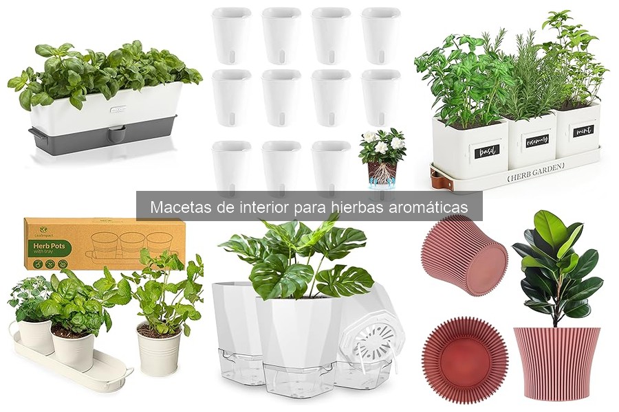 Cuidados de macetas para hierbas aromáticas por especie