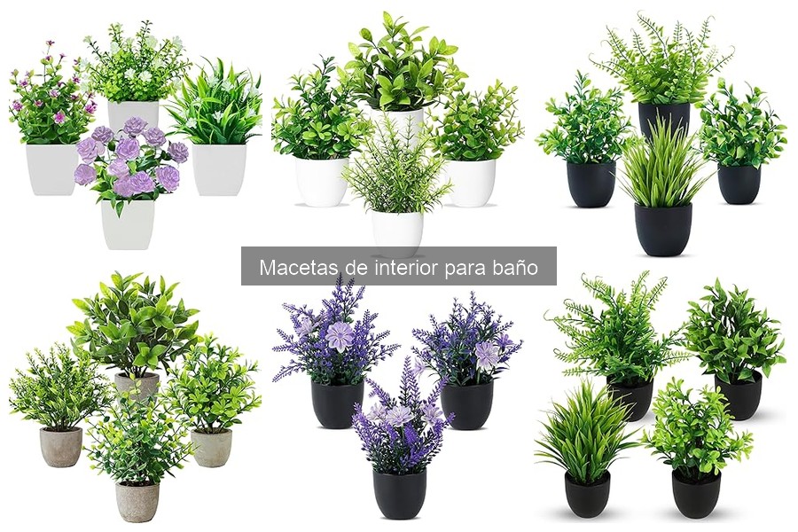 Cuidados de plantas en macetas dentro del baño: consejos útiles