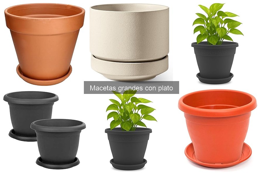 Cuidados esenciales para macetas grandes con plato