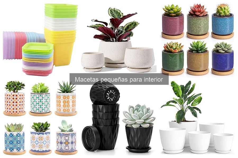 Cuidados Esenciales para Macetas Pequeñas de Interior