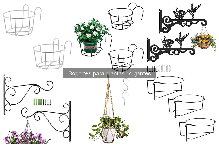 Cuidados Esenciales para Plantas en Soportes Colgantes