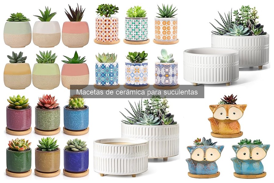 Cuidados Esenciales para Suculentas en Macetas de Cerámica
