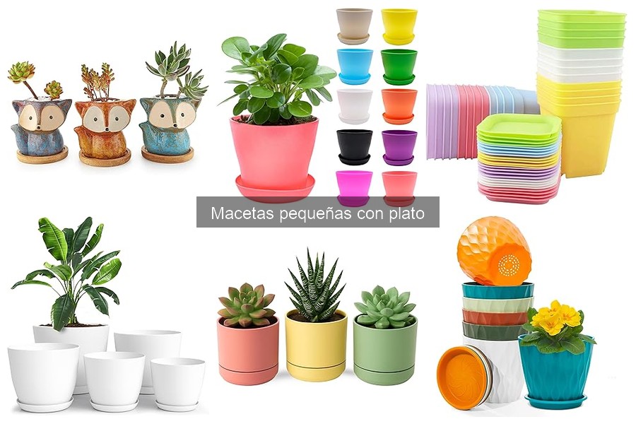 Cultivos ideales para macetas pequeñas con plato