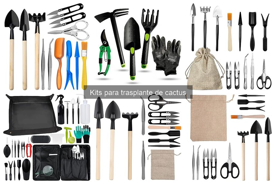 Descubre qué es un kit para trasplante de cactus