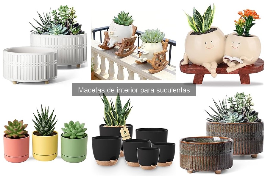 Diferencias entre macetas autosuficientes y tradicionales para suculentas