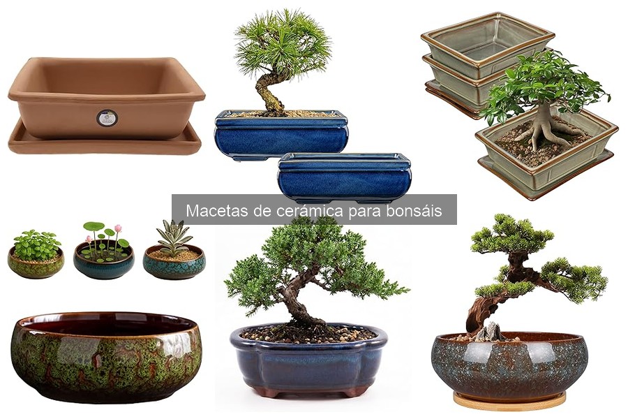 Dónde comprar macetas de cerámica para bonsáis ¡Las mejores opciones!