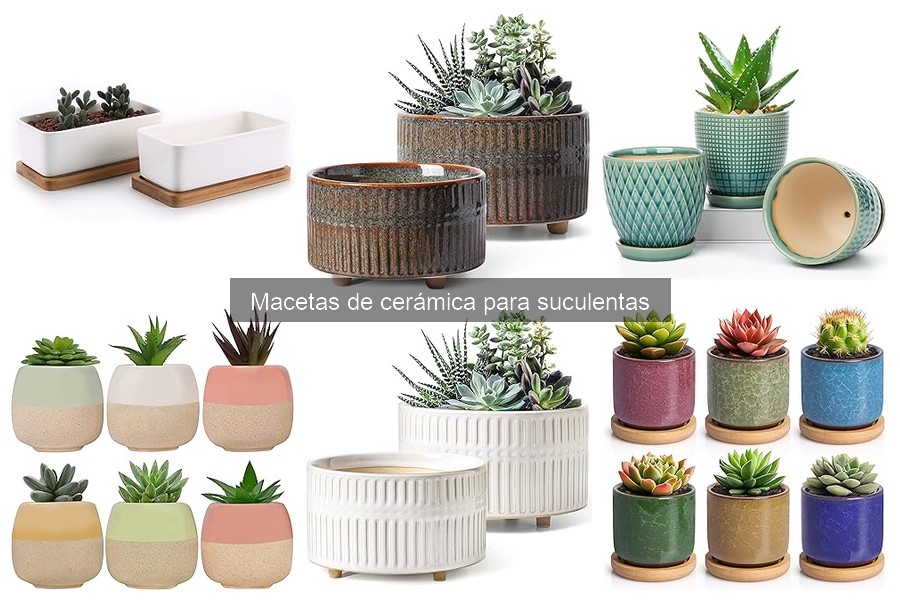 Dónde comprar macetas de cerámica para suculentas
