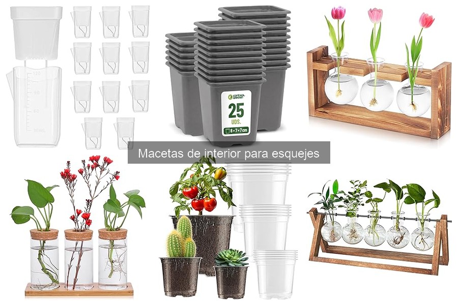 Dónde comprar macetas de interior para esquejes: guía y precios