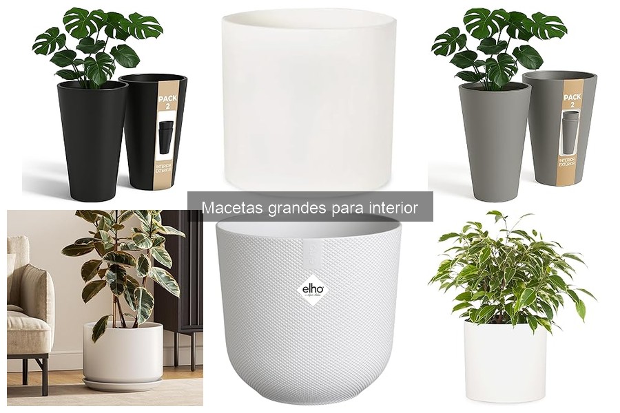 Dónde Comprar Macetas Grandes para Interior al Mejor Precio