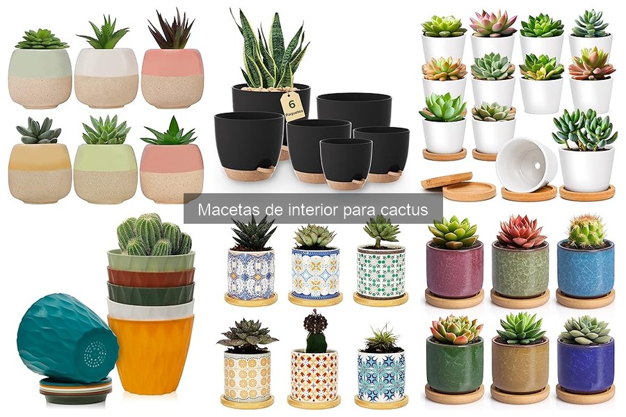 Dónde comprar macetas para cactus de interior con ofertas