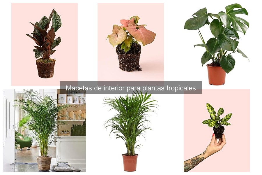 Dónde comprar macetas para plantas tropicales: guía completa