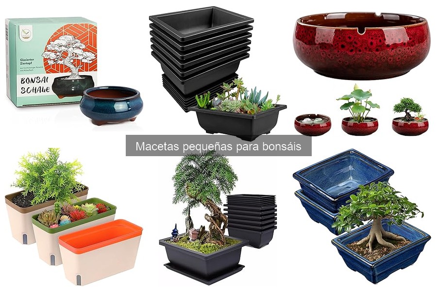 Dónde comprar macetas pequeñas para bonsáis: guía completa