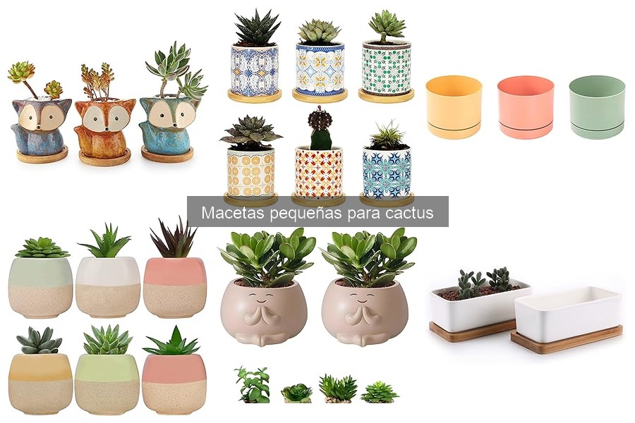Dónde comprar macetas pequeñas para cactus online